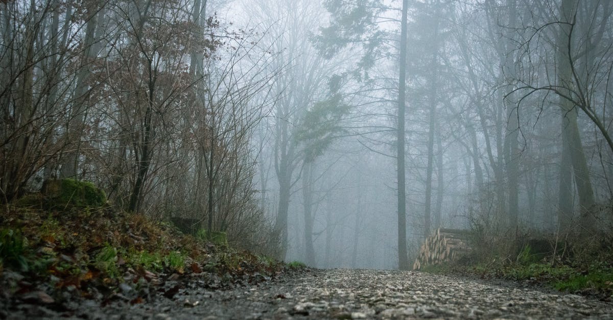 Schengen Visa for Germany refused due to lack of subsistence - Gray Bare Trees on Forest Schengen Visa for Germany refused due to lack of subsistence - Gray Bare Trees on Forest