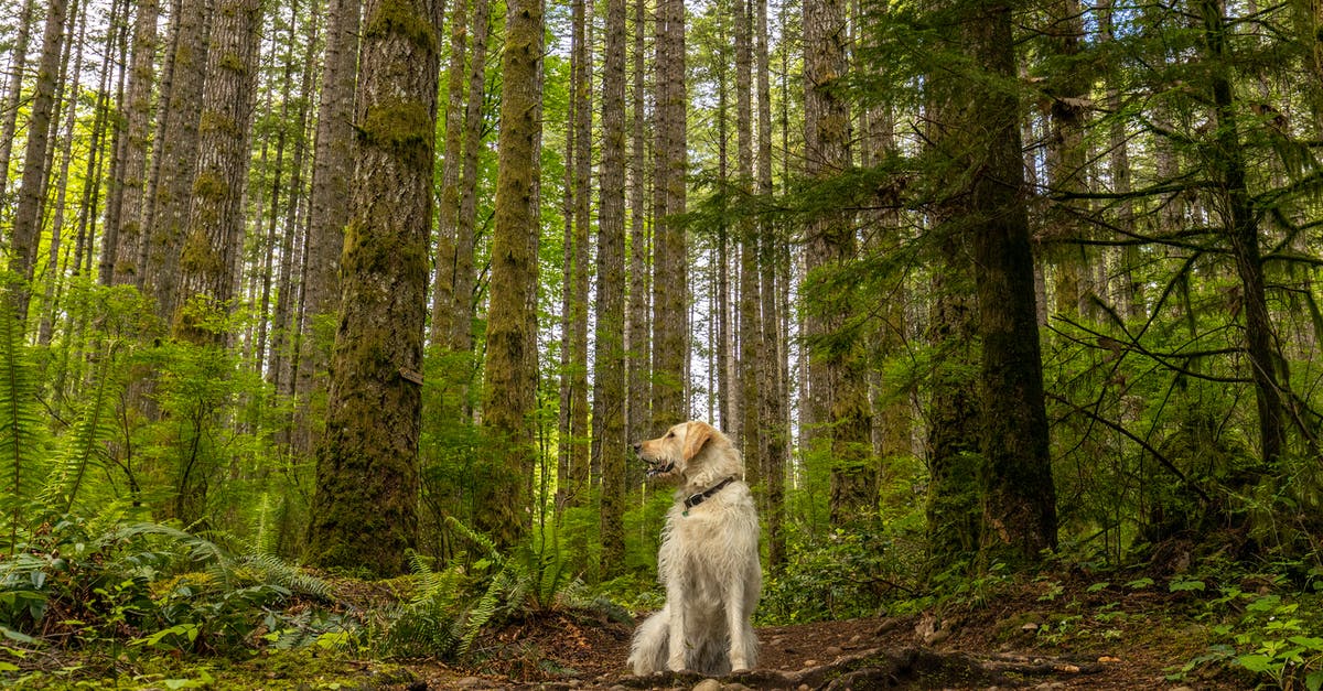 Schengen visa main country for a mix of tourism/family visits - Golden Retriever sitting on ground in green lush forest Schengen visa main country for a mix of tourism/family visits - Golden Retriever sitting on ground in green lush forest