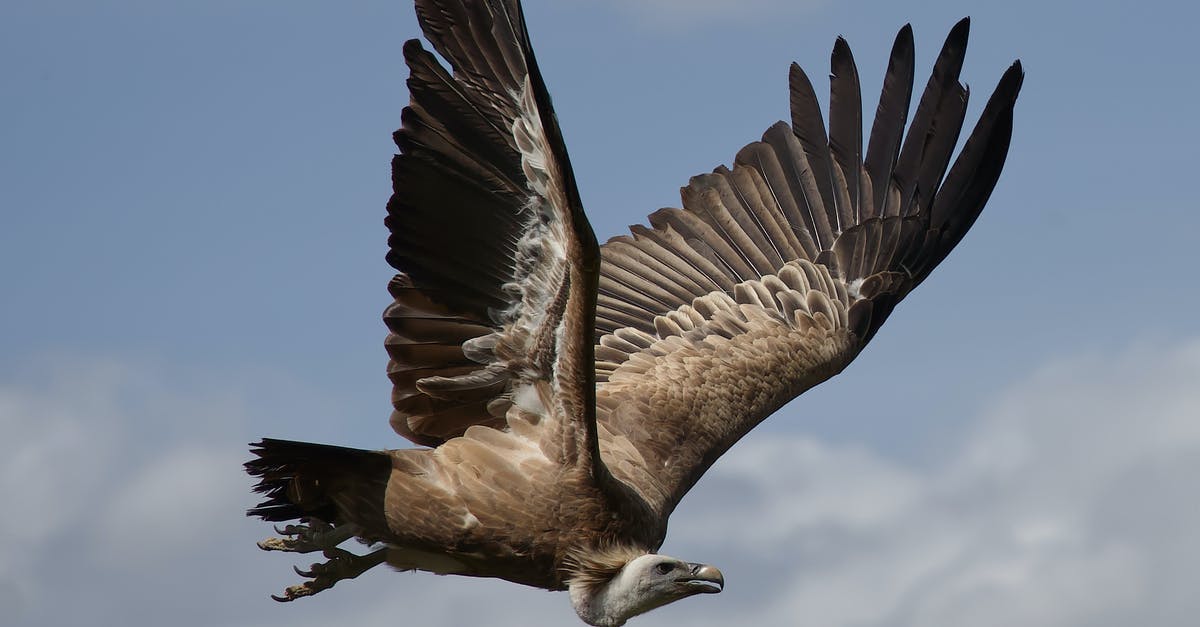 Schengen visa maximum duration of stay exceeded due to flight change - Photo of a Vulture Flying Schengen visa maximum duration of stay exceeded due to flight change - Photo of a Vulture Flying