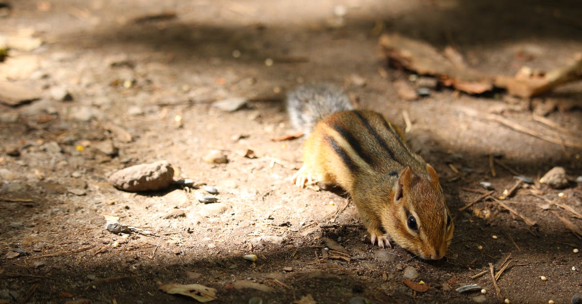 Searching flights - how to exclude certain layover countries? - Brown Squirrel on Brown Soil Searching flights - how to exclude certain layover countries? - Brown Squirrel on Brown Soil