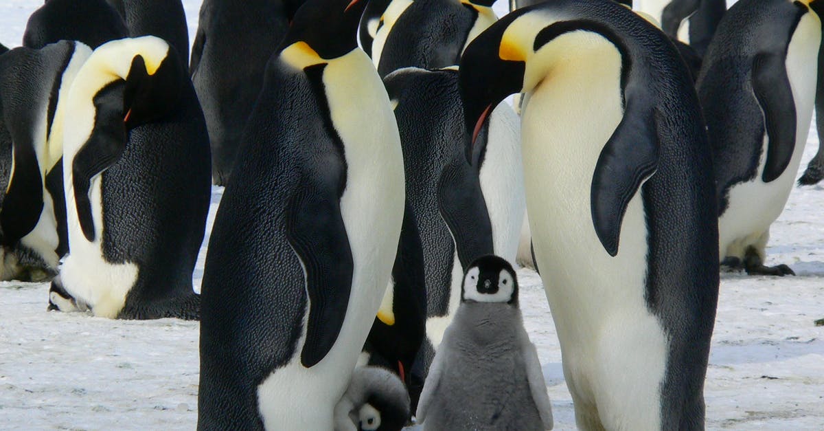 Seeing Penguins "in the wild" in Sydney - Penguins Standing on the Snow during Daytime Seeing Penguins "in the wild" in Sydney - Penguins Standing on the Snow during Daytime