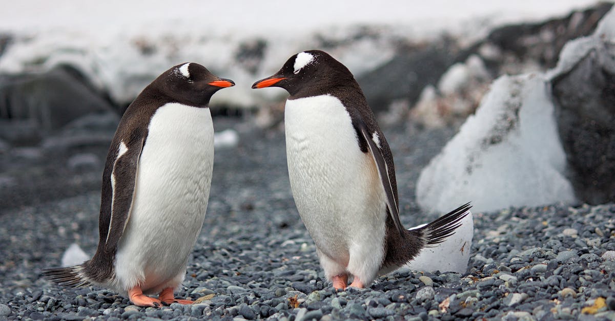 Seeing Penguins "in the wild" in Sydney - Selective Focus Photography of Two Penguins Seeing Penguins "in the wild" in Sydney - Selective Focus Photography of Two Penguins