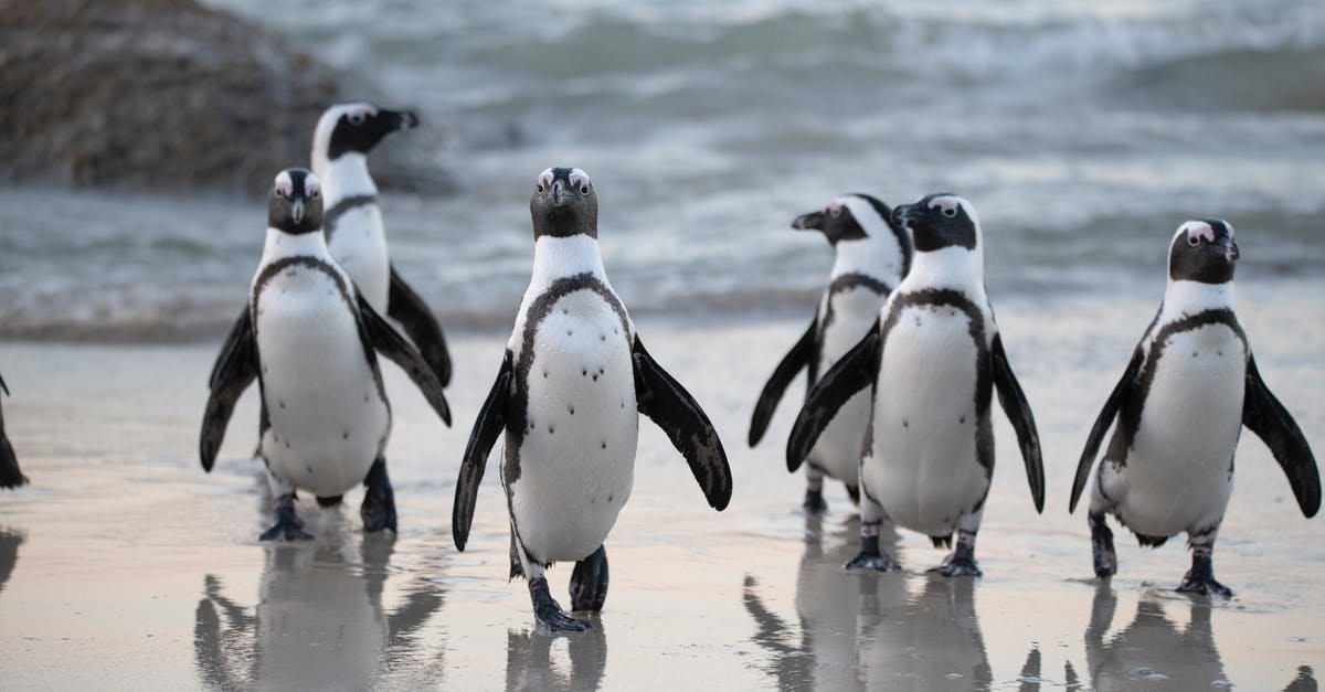 Seeing Penguins "in the wild" in Sydney - Flock of Penguins Near Sea Seeing Penguins "in the wild" in Sydney - Flock of Penguins Near Sea
