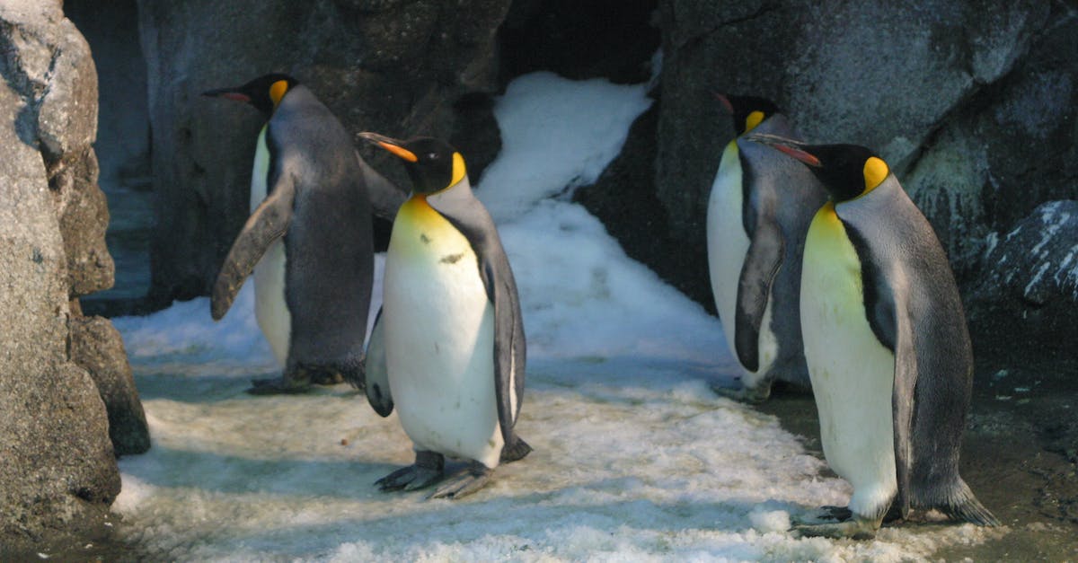 Seeing Penguins "in the wild" in Sydney - Four King Penguins Seeing Penguins "in the wild" in Sydney - Four King Penguins
