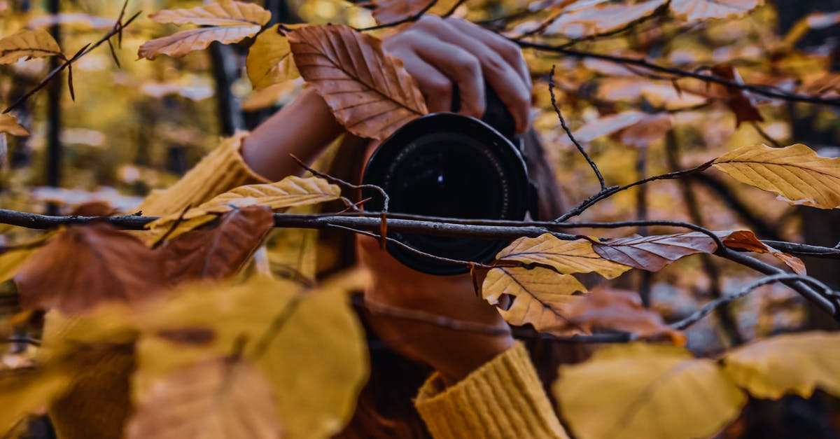 September 2018, how long are Canadian eTAs taking? - Unrecognizable woman taking pictures among autumn leaves in forest September 2018, how long are Canadian eTAs taking? - Unrecognizable woman taking pictures among autumn leaves in forest