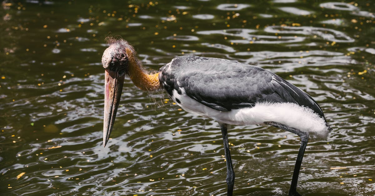 September 2018, how long are Canadian eTAs taking? - Black and White Bird on Water September 2018, how long are Canadian eTAs taking? - Black and White Bird on Water