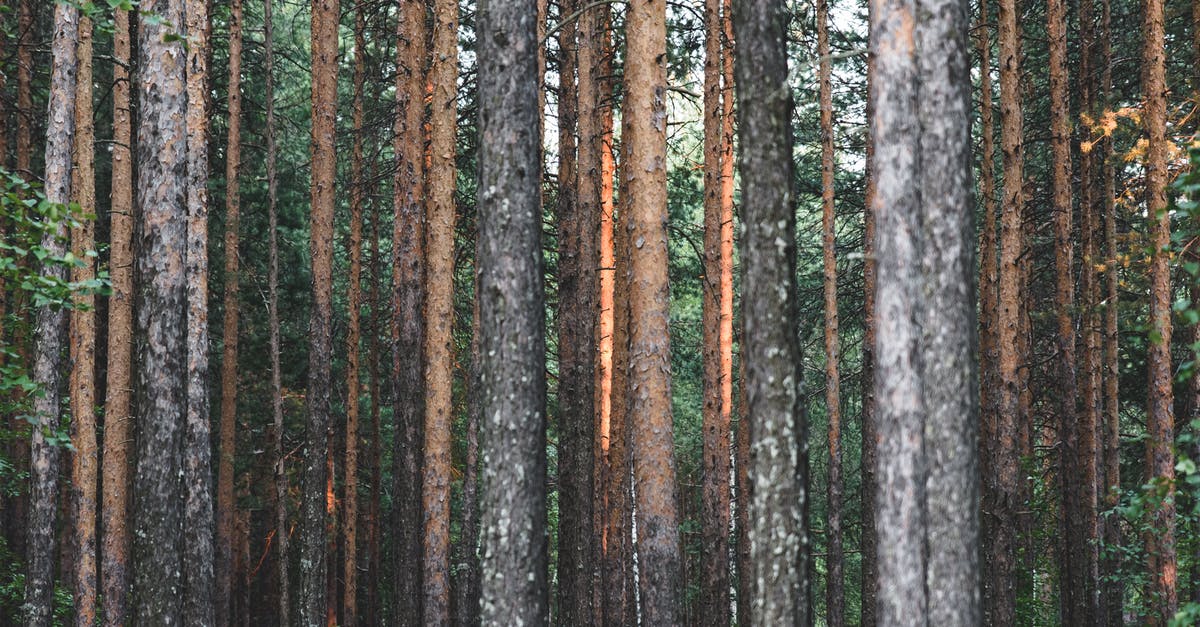 Sequoia Park Visit - Green Forest Sequoia Park Visit - Green Forest