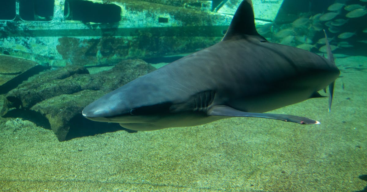 Shark Cage Diving: What are the shark populations like in April at Oahu, Hawaii? [closed] - Grey Shark in Body of Water