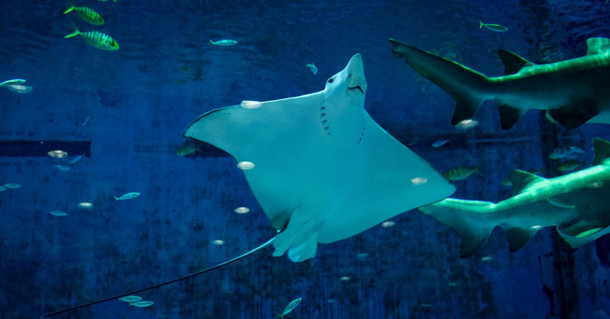 Shark Cage Diving: What are the shark populations like in April at Oahu, Hawaii? [closed] - Stingray Under Water