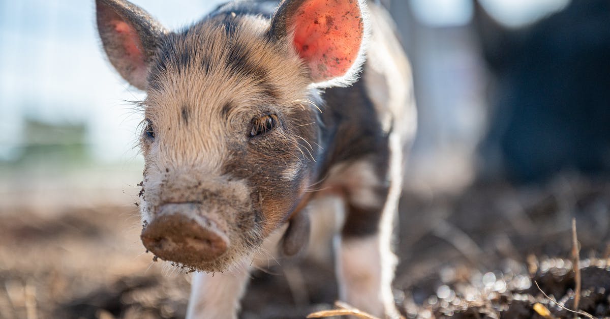 Shirakawa, Japan — Where's designated photo spot looking over village hovels and grass? - Piglet with dirty nose in countryside Shirakawa, Japan — Where's designated photo spot looking over village hovels and grass? - Piglet with dirty nose in countryside