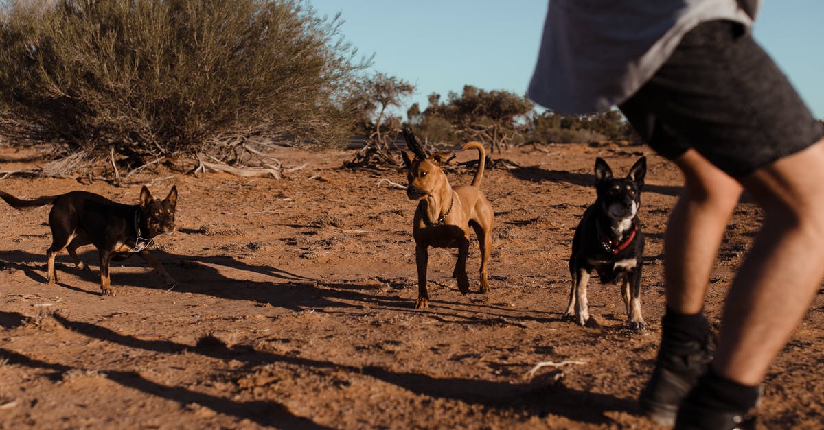 Short transit in ZRH, will I have enough time? - Group of medium size dogs with short fur running to crop man in casual clothes in sandy area in daytime Short transit in ZRH, will I have enough time? - Group of medium size dogs with short fur running to crop man in casual clothes in sandy area in daytime