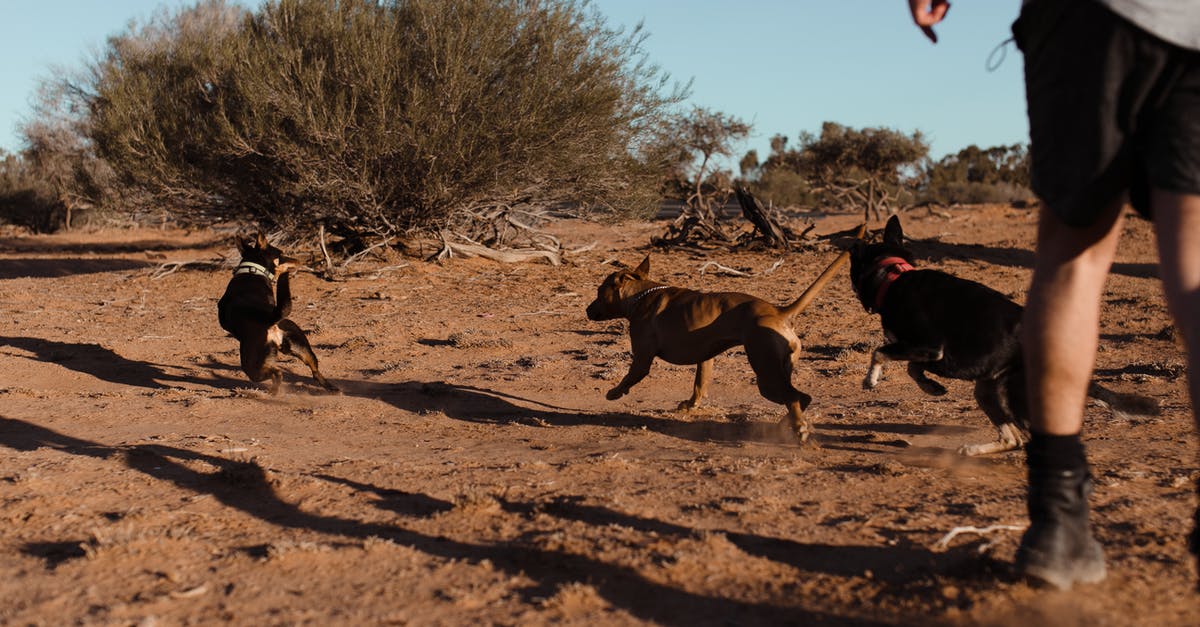 Short transit in ZRH, will I have enough time? - Group of dogs running away from man on sand Short transit in ZRH, will I have enough time? - Group of dogs running away from man on sand