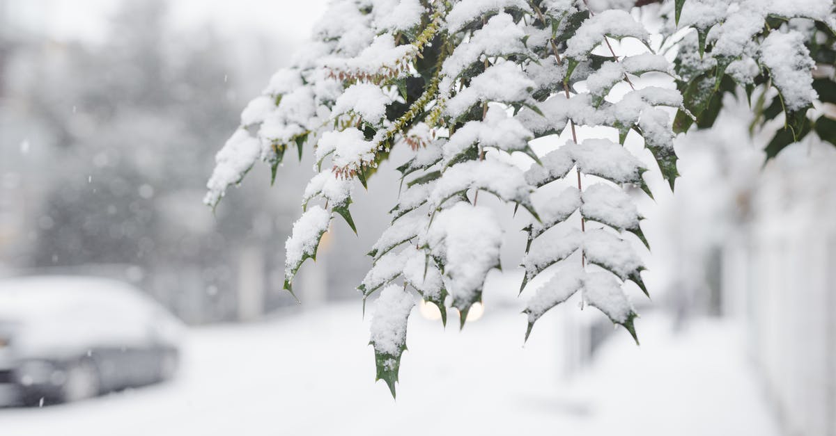 Should I mention I own a car in my visa cover letter? Should I include monthly car payments in my monthly spending? - Green branches of tree covered with snow growing in town near walkway with car and fences on blurred background during snowfall in winter time Should I mention I own a car in my visa cover letter? Should I include monthly car payments in my monthly spending? - Green branches of tree covered with snow growing in town near walkway with car and fences on blurred background during snowfall in winter time