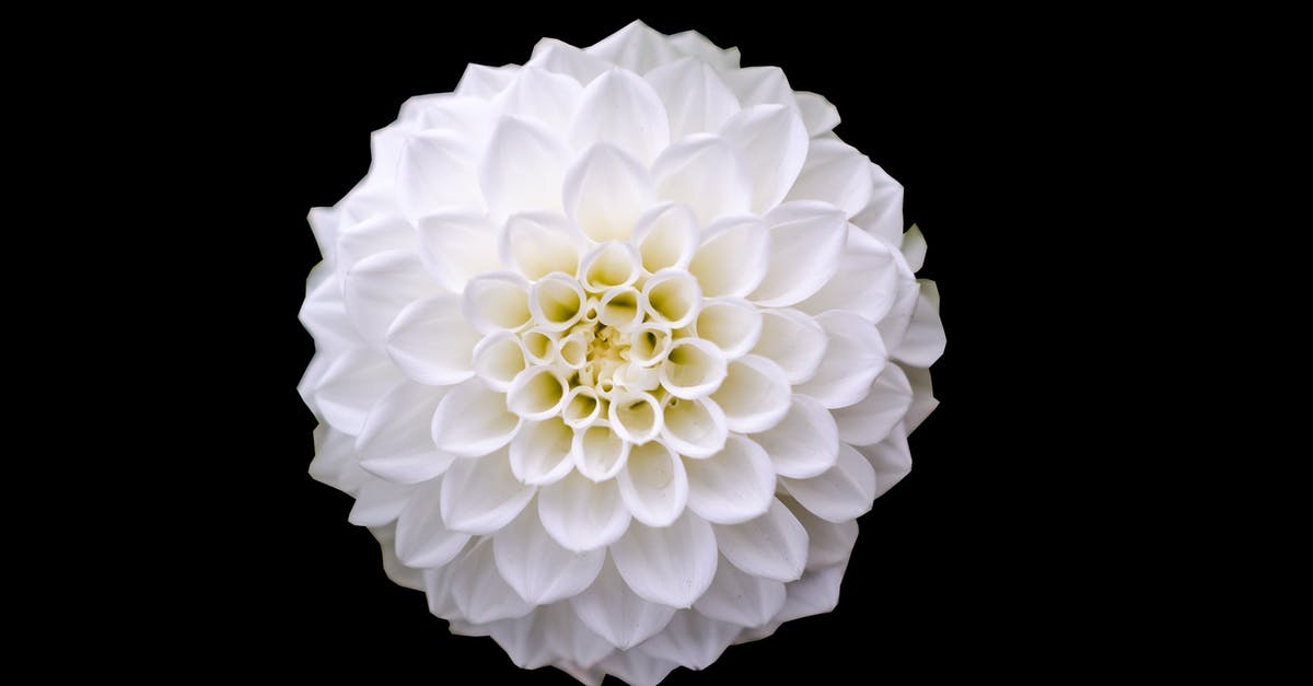 Single Entry Schengen Visa for Bulgaria - Macro Shot of White Flower Single Entry Schengen Visa for Bulgaria - Macro Shot of White Flower