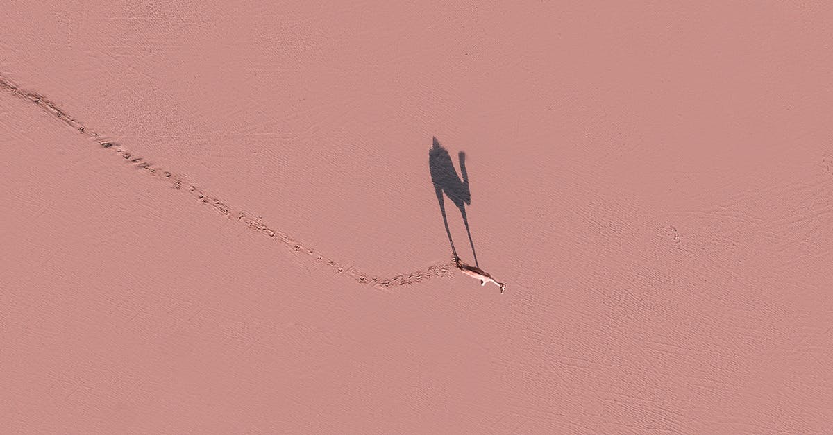 Single Entry Schengen Visa for Bulgaria - Camel walking on pink surface in sunny day Single Entry Schengen Visa for Bulgaria - Camel walking on pink surface in sunny day