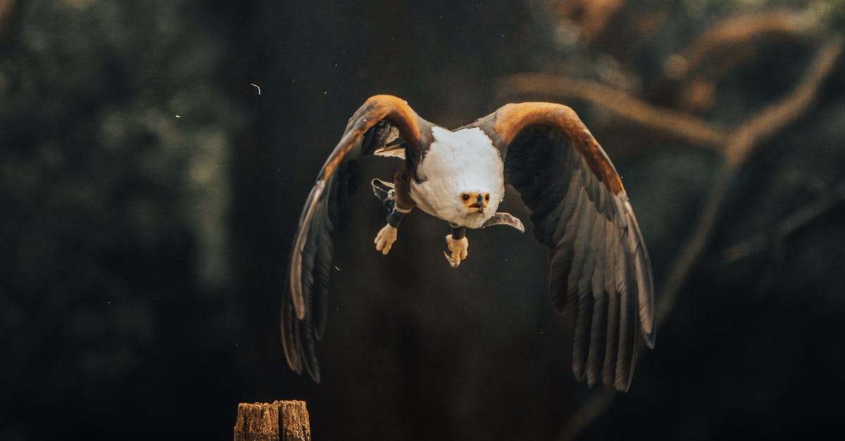 Single flight multiple flight numbers? - Bald eagle flying in countryside Single flight multiple flight numbers? - Bald eagle flying in countryside