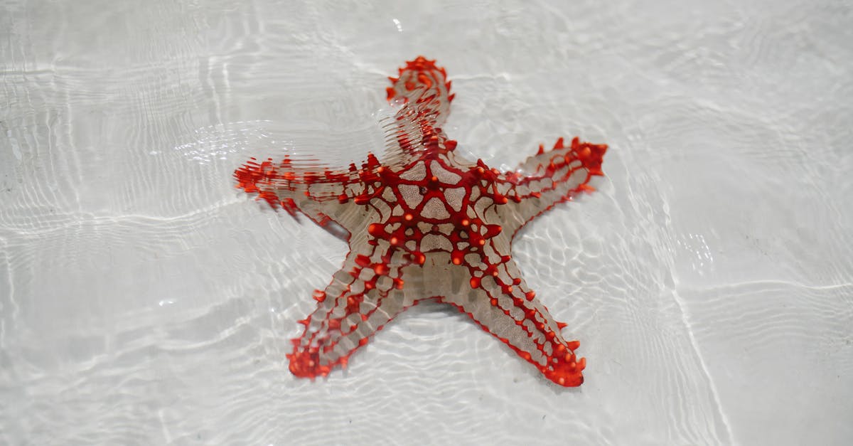 Single ticket from EDI to Leuchars (St Andrews)? - From above of starfish echinoderm from class Asteroidea on sandy bottom of clear shallow water