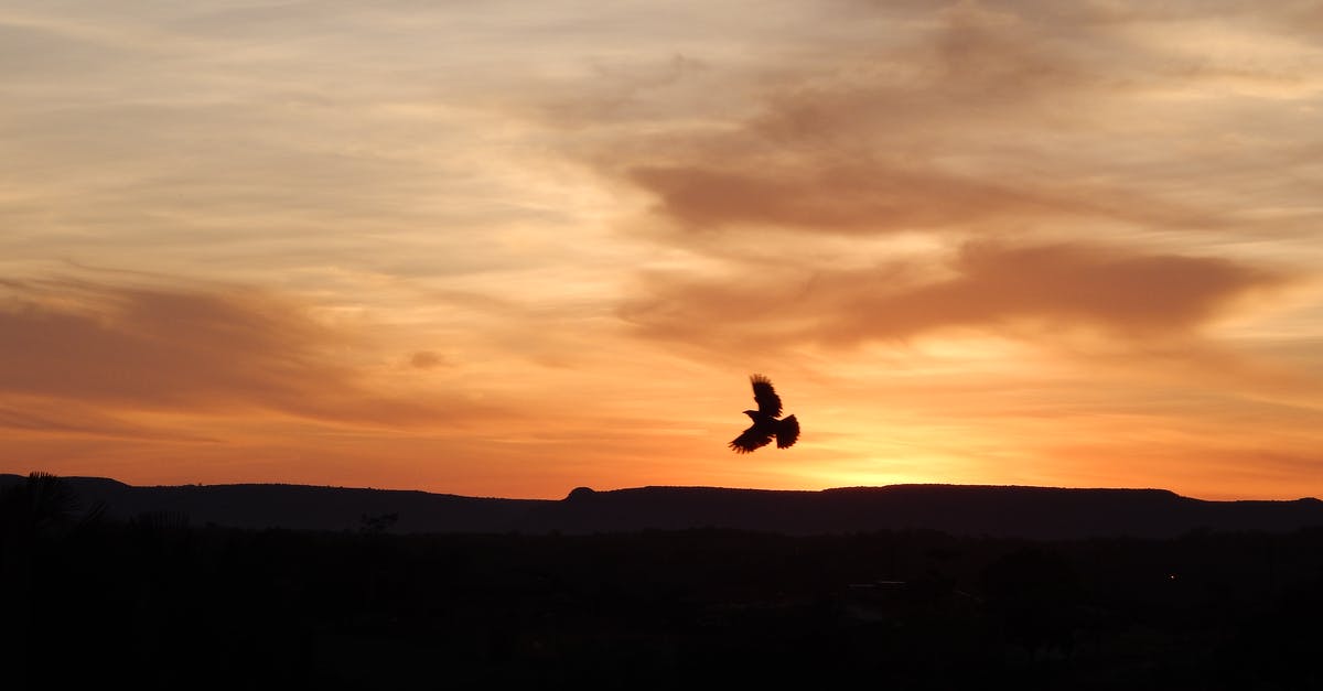 Single-entry Schengen visa on cruise that stops outside of the Schengen area - Bird flying over sunset sky Single-entry Schengen visa on cruise that stops outside of the Schengen area - Bird flying over sunset sky