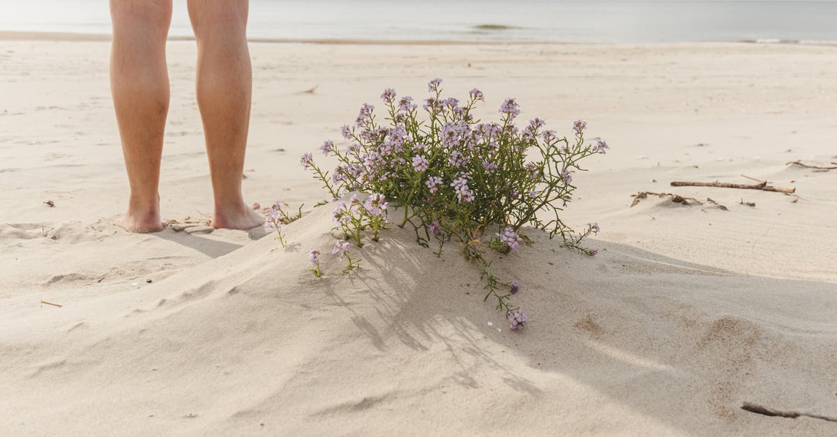 Skip first leg of Greyhound journey - Crop traveler on sandy beach against sea and blooming flowers Skip first leg of Greyhound journey - Crop traveler on sandy beach against sea and blooming flowers
