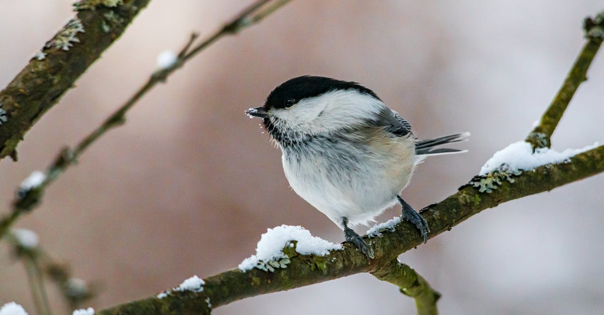 Small backpack that can be attached to a bigger one, does it exist? [closed] - White and Black Bird on Tree Branch
