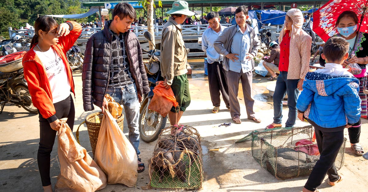 Small umbrella in the carry-on bag? - Ethnic vendors with pigs against buyers in bazaar Small umbrella in the carry-on bag? - Ethnic vendors with pigs against buyers in bazaar