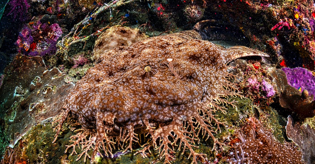Snorkeling places in Barcelona [closed] - Close-up of a Tasselled Wobbegong in a Coral Reef