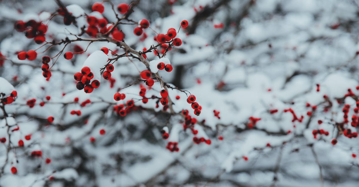 Snow fall this Christmas near Hong Kong? - Red-petaled Flowers on Braches Snow fall this Christmas near Hong Kong? - Red-petaled Flowers on Braches