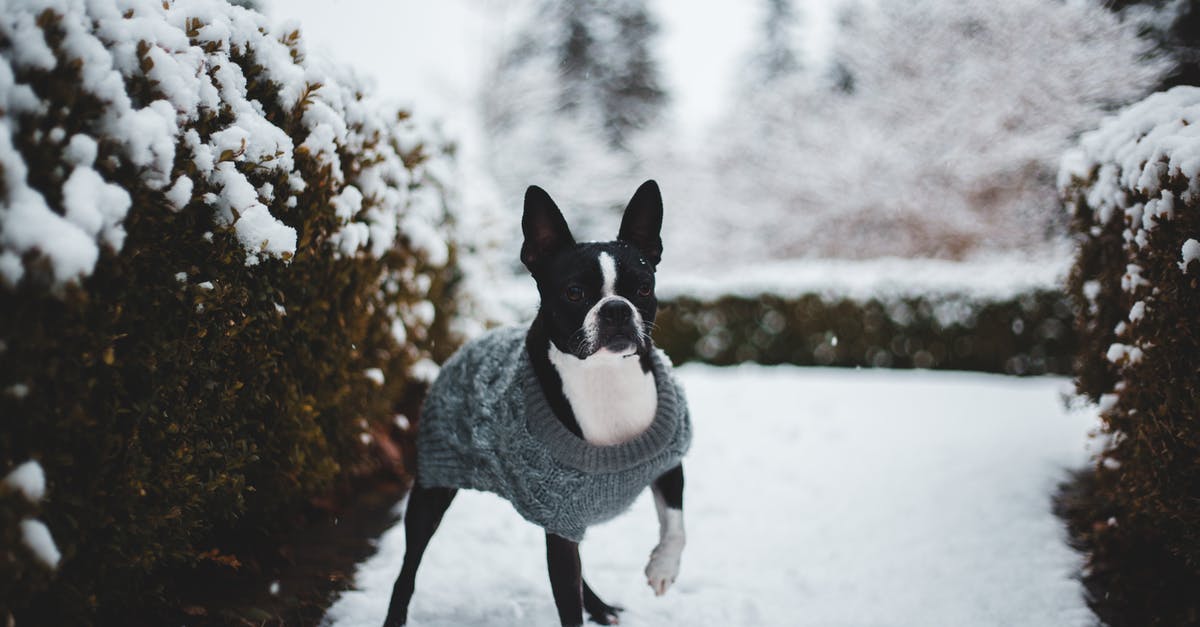 Snow fall this Christmas near Hong Kong? - Black and White Dog on Snow Covered Ground Snow fall this Christmas near Hong Kong? - Black and White Dog on Snow Covered Ground