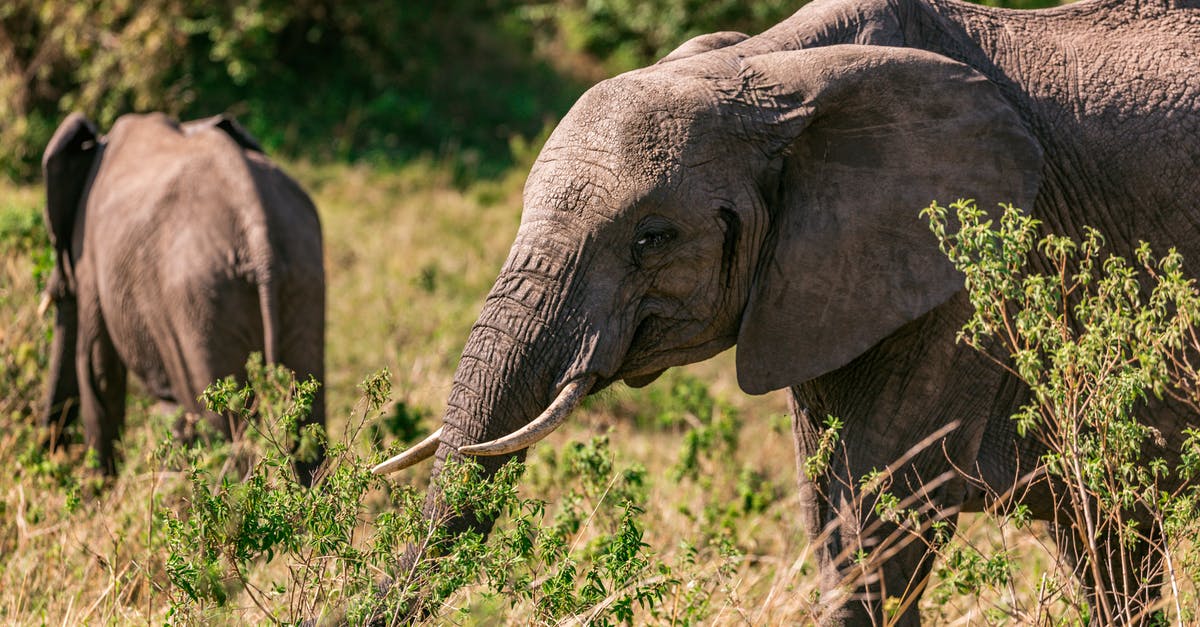 South Africa 90 day travel rules - Female elephant with small baby elephant grazing in grassy savanna in sunny day South Africa 90 day travel rules - Female elephant with small baby elephant grazing in grassy savanna in sunny day