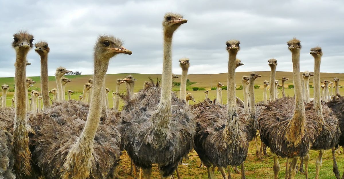 South Africa visitor visa - How long is it valid? - Ostrich Under White Sky South Africa visitor visa - How long is it valid? - Ostrich Under White Sky