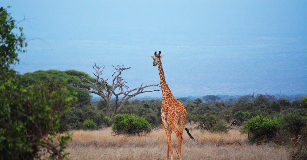 South Africa visitor visa - How long is it valid? - Brown and Black Giraffe South Africa visitor visa - How long is it valid? - Brown and Black Giraffe