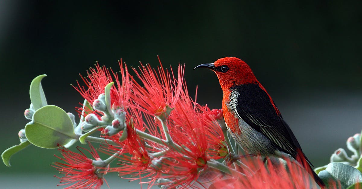 Southwest Early Bird - Red and Black Bird on Red Flowers Southwest Early Bird - Red and Black Bird on Red Flowers