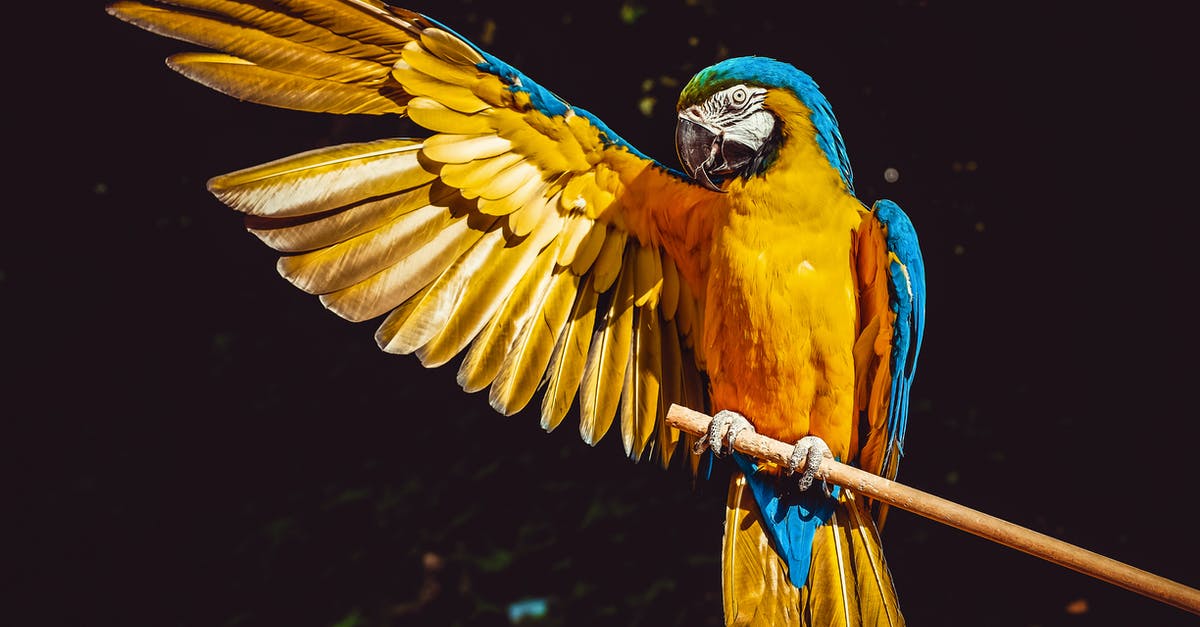 Southwest Early Bird - Photo of Yellow and Blue Macaw With One Wing Open Perched on a Wooden Stick Southwest Early Bird - Photo of Yellow and Blue Macaw With One Wing Open Perched on a Wooden Stick