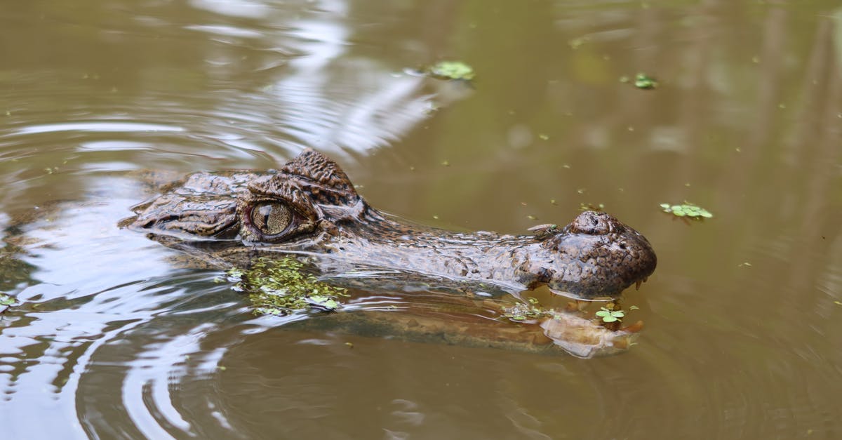 Southwest USA - Dangerous Animal Precautions? - Caiman Southwest USA - Dangerous Animal Precautions? - Caiman