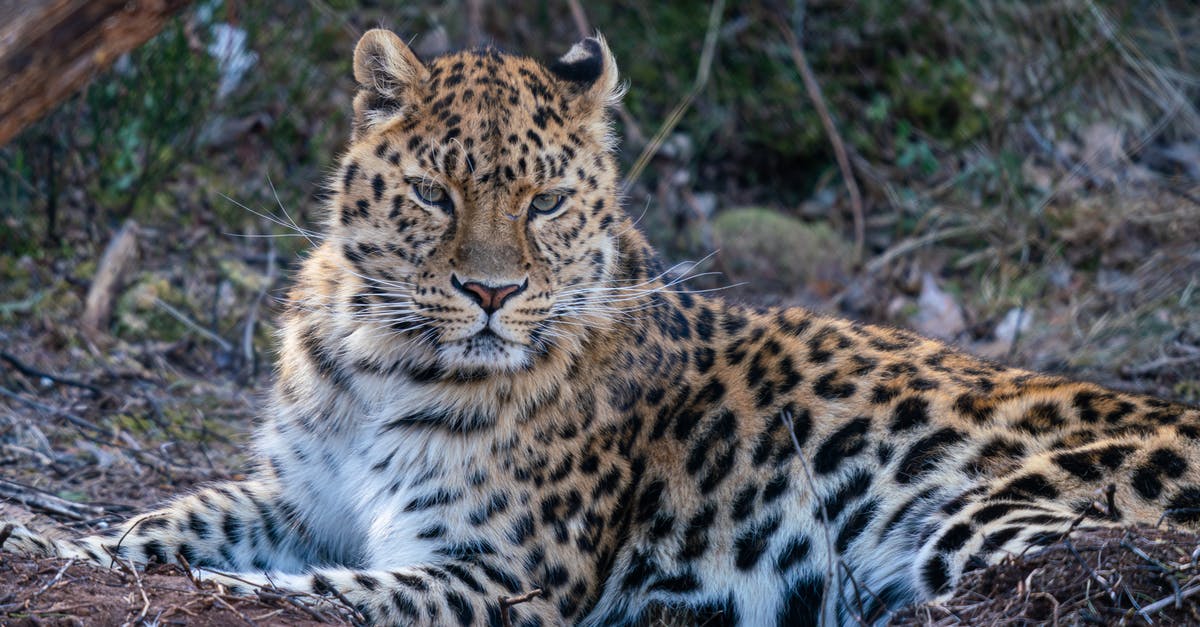Southwest USA - Dangerous Animal Precautions? - Leopard Lying on the Ground Southwest USA - Dangerous Animal Precautions? - Leopard Lying on the Ground