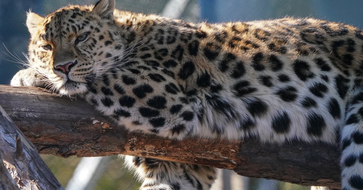 Southwest USA - Dangerous Animal Precautions? - Leopard on Brown Tree Branch Southwest USA - Dangerous Animal Precautions? - Leopard on Brown Tree Branch
