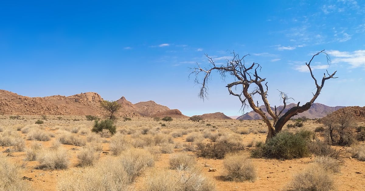 Staying in Etosha Park, Namibia - Bare Tree on Desert Land Staying in Etosha Park, Namibia - Bare Tree on Desert Land