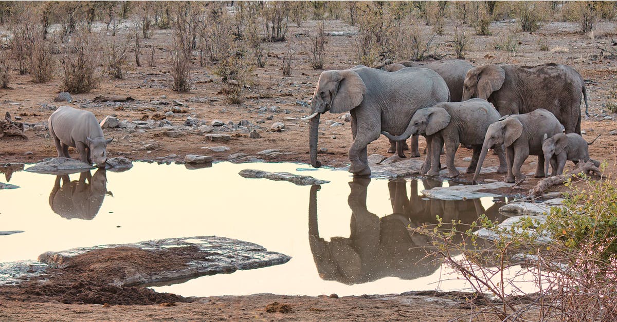 Staying in Etosha Park, Namibia - Elephant on River Staying in Etosha Park, Namibia - Elephant on River