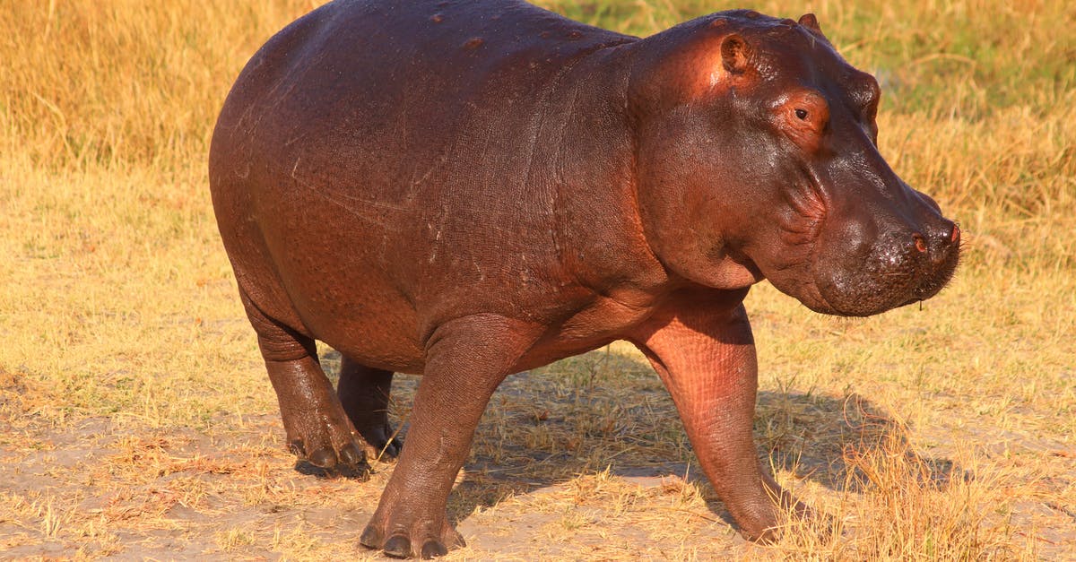 Staying in Etosha Park, Namibia - Hippo on Grass Field Staying in Etosha Park, Namibia - Hippo on Grass Field