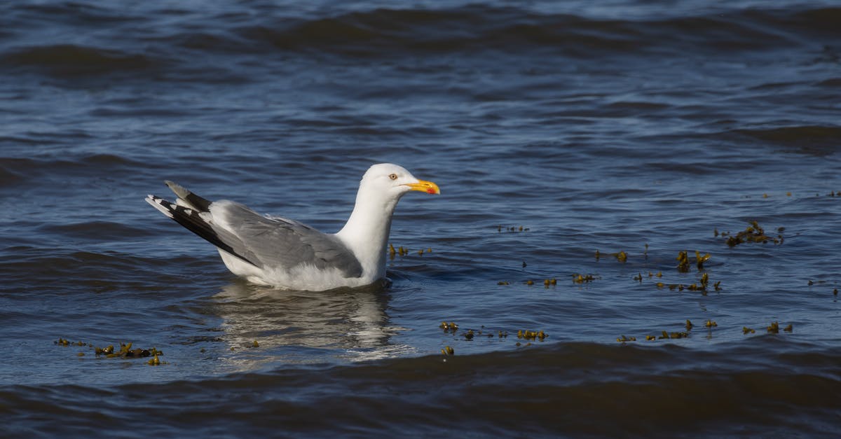 Staying in Europe (Schengen and non-Schengen) for one year - Single seagull swimming Staying in Europe (Schengen and non-Schengen) for one year - Single seagull swimming