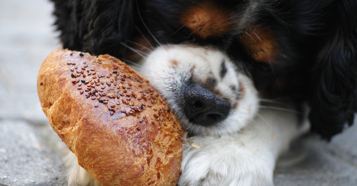Street food spots in Hong Kong [closed] - Tricolor Cavalier King Charles Spaniel Puppy Eating Bread