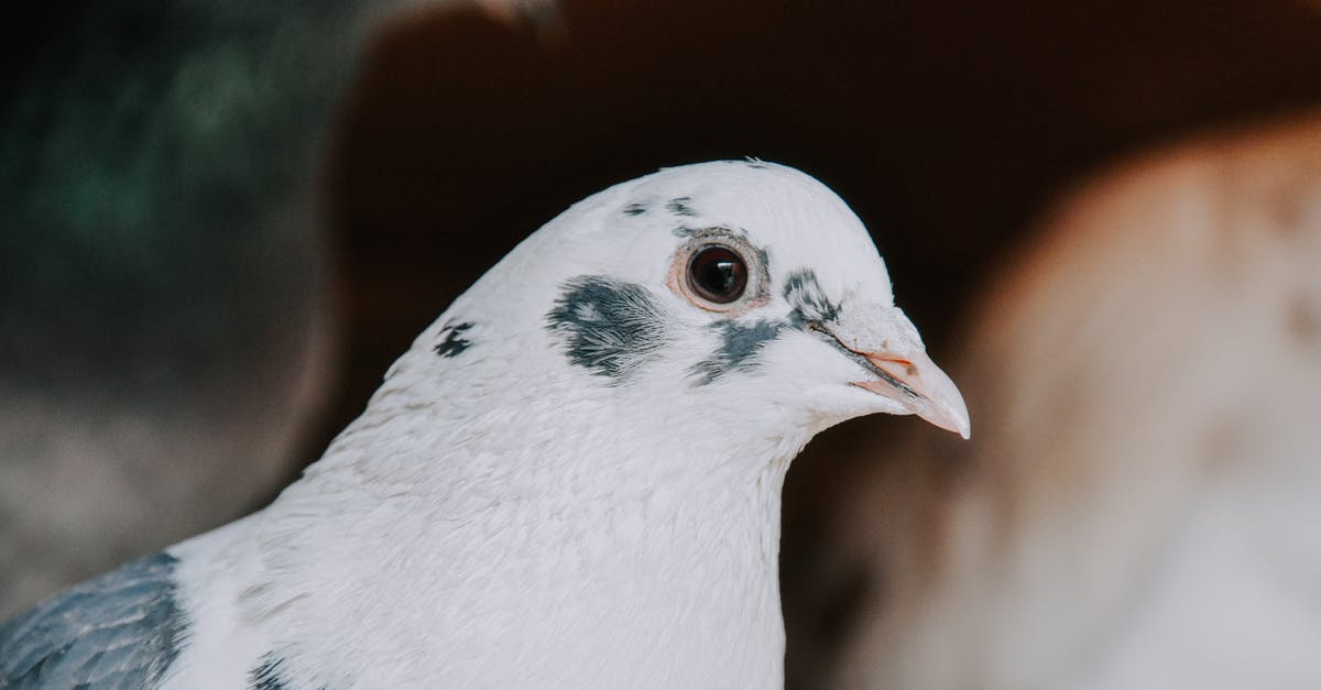Street that intersects itself more than 3 times in one spot [closed] - Closeup of white feathered dove with gray spots looking at camera on blurred background of street in daylight