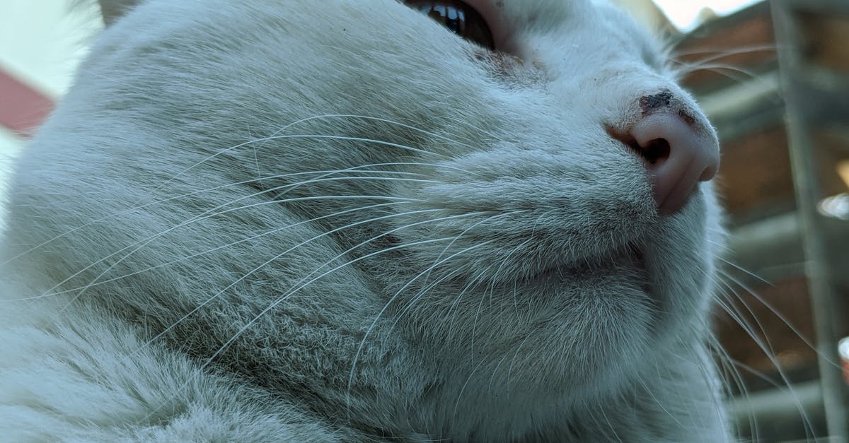 Street that intersects itself more than 3 times in one spot [closed] - Muzzle of fatty white cat resting on street