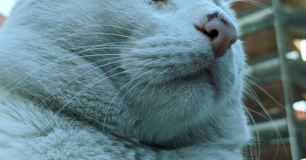 Street that intersects itself more than 3 times in one spot [closed] - Cat with fatty muzzle resting on street in daylight