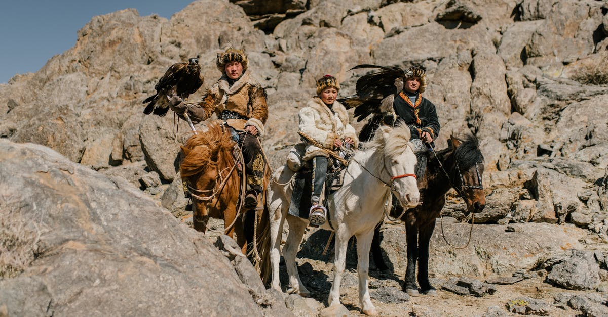Sustainable hunting in South-East Asia - Focused Mongolian males in traditional warm wear riding horses and carrying eagles during eagle hunting at mountainous terrain Sustainable hunting in South-East Asia - Focused Mongolian males in traditional warm wear riding horses and carrying eagles during eagle hunting at mountainous terrain