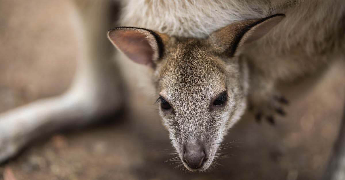 Sydney, Australia - for 5 days. With a 6-month old baby. Any tips? [closed] - A Joey Inside Its Mother Pouch