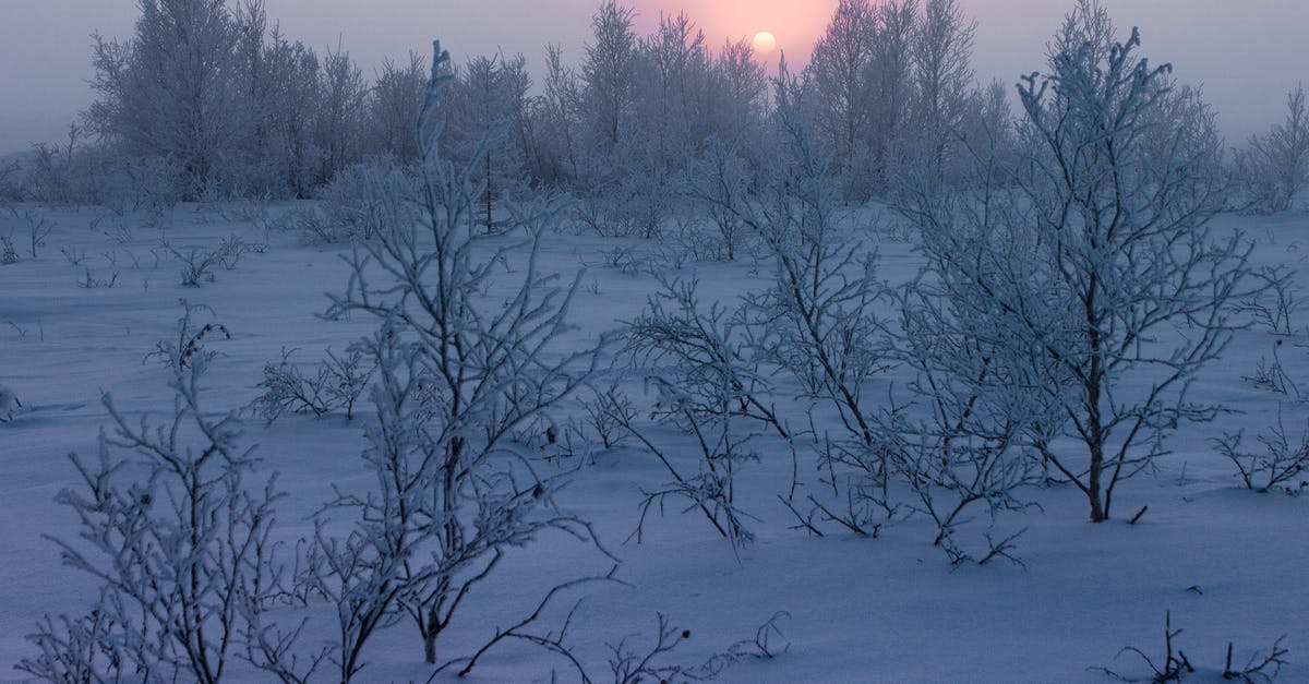 Taj Mahal obscured by winter fog. Does the fog reduce in the afternoon? - Bare Trees Covered With Snow during Sunset