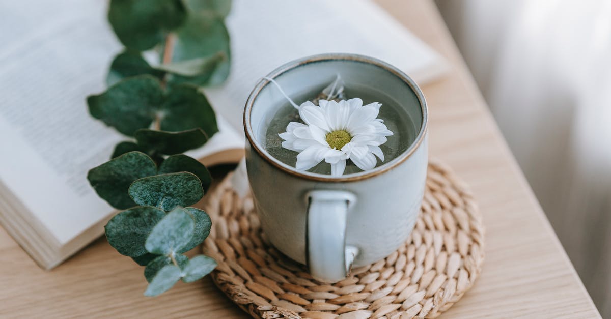 Taking fennel tea bags into Canada - Green tea with blooming Chrysanthemum near Eucalyptus on table Taking fennel tea bags into Canada - Green tea with blooming Chrysanthemum near Eucalyptus on table