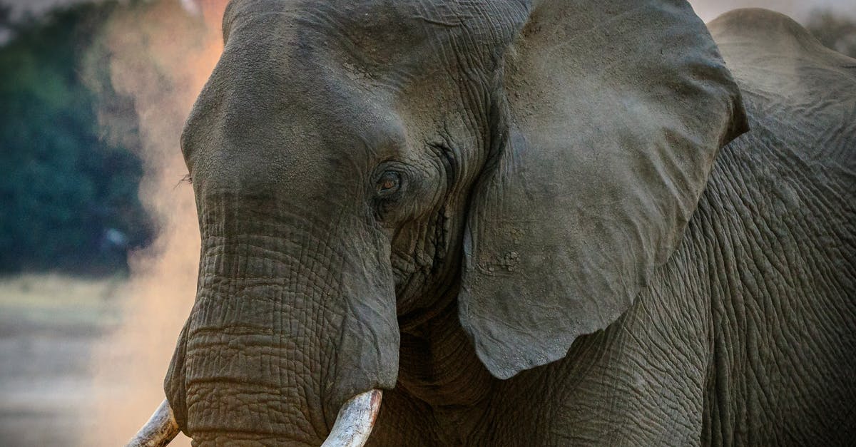 Taking large amounts of strong medications on holiday - Gray Elephant Taking large amounts of strong medications on holiday - Gray Elephant