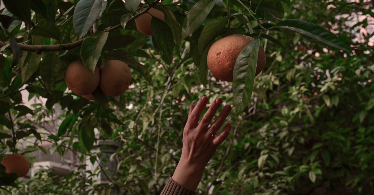 Taking produce to Europe - Person Holding Orange Fruit Taking produce to Europe - Person Holding Orange Fruit